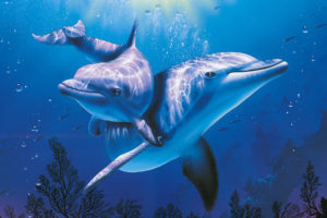 dolphins, Underwater, Ocean, Sea