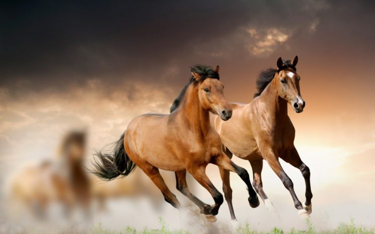horses HD Wallpaper Desktop Background