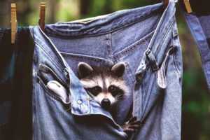 jeans, Animals, Raccoons