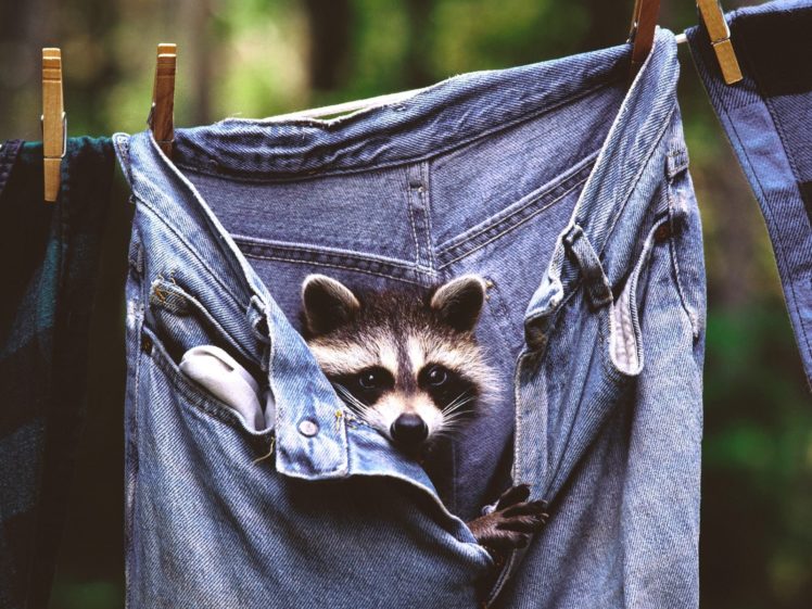 jeans, Animals, Raccoons HD Wallpaper Desktop Background