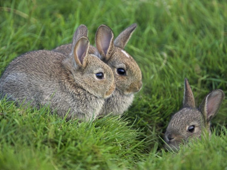 bunnies, Animals, Baby, Animals, Young, Rabbits HD Wallpaper Desktop Background