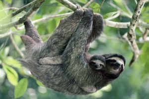 brown, Sloth, Panama