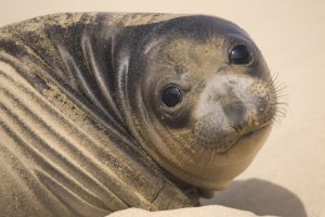 seals, Animals, California