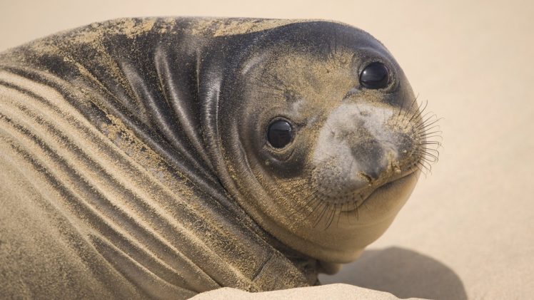 seals, Animals, California HD Wallpaper Desktop Background