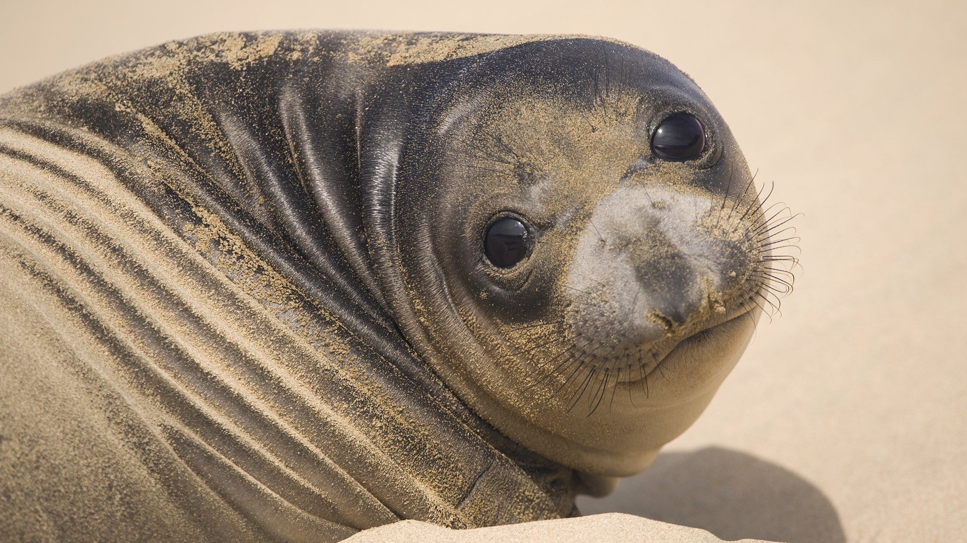 seals, Animals, California Wallpaper