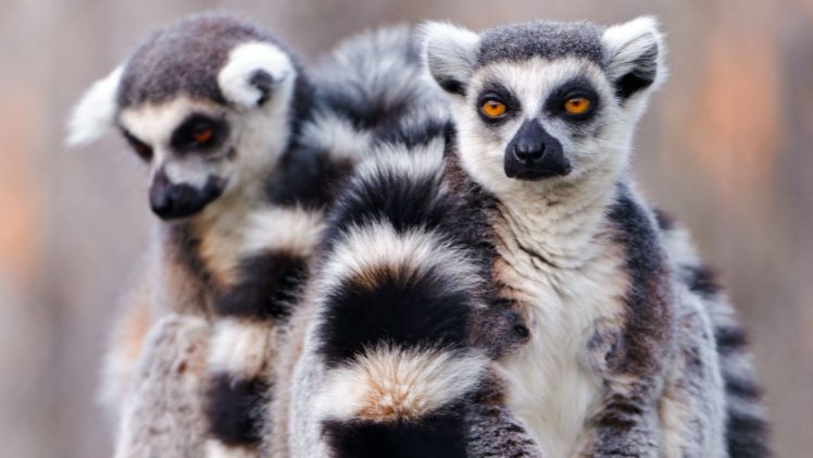 nature, Animals, Lemur HD Wallpaper Desktop Background