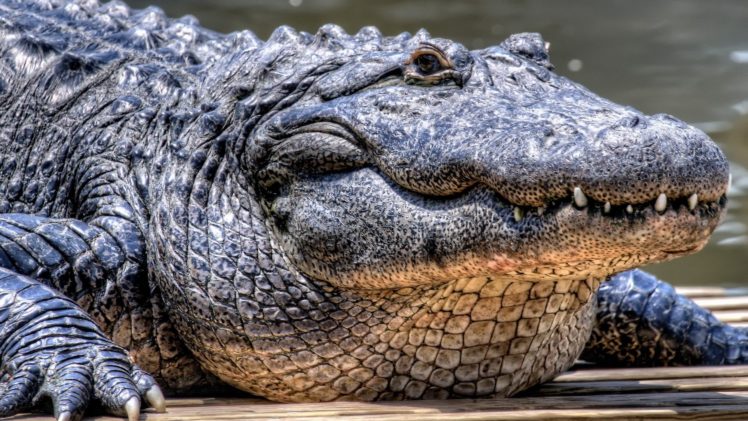 nature, Animals, Crocodiles HD Wallpaper Desktop Background