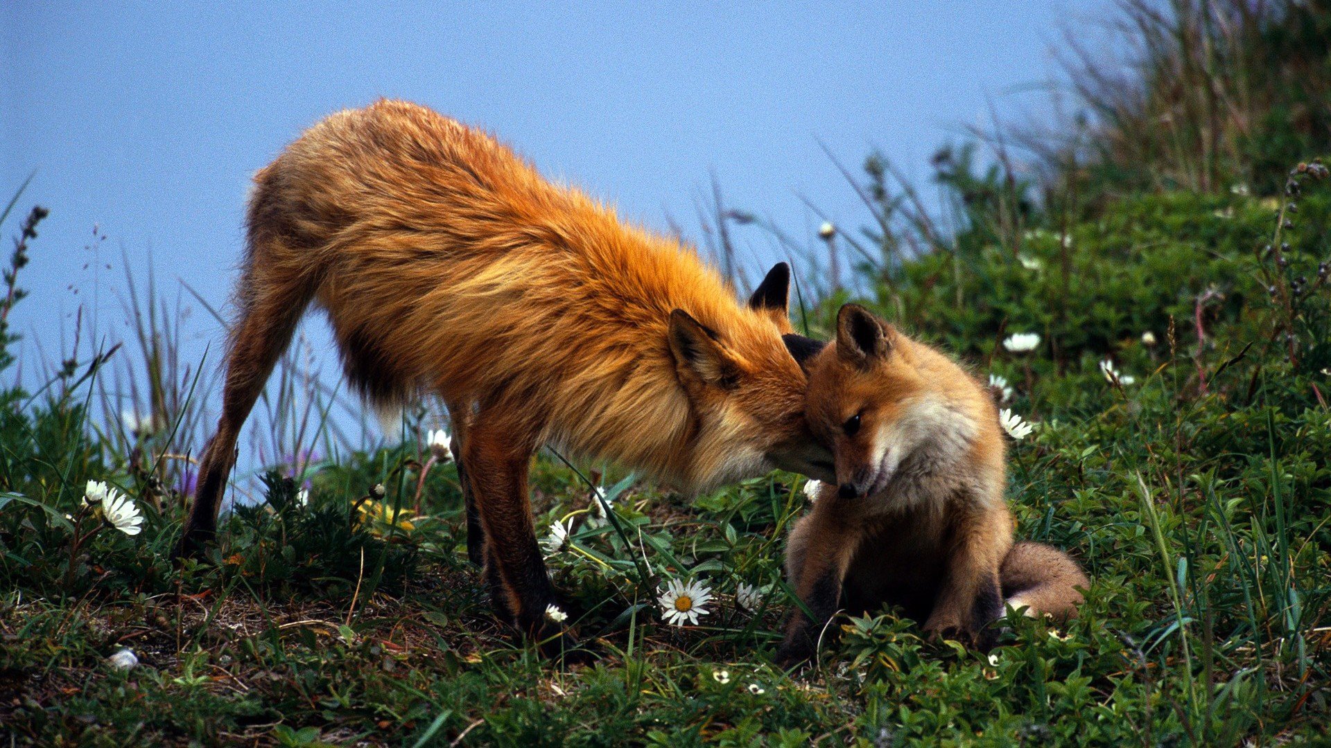 animals, Foxes Wallpaper