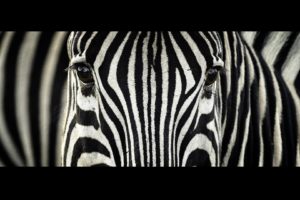 animals, Zebras, South, Africa, Stripes