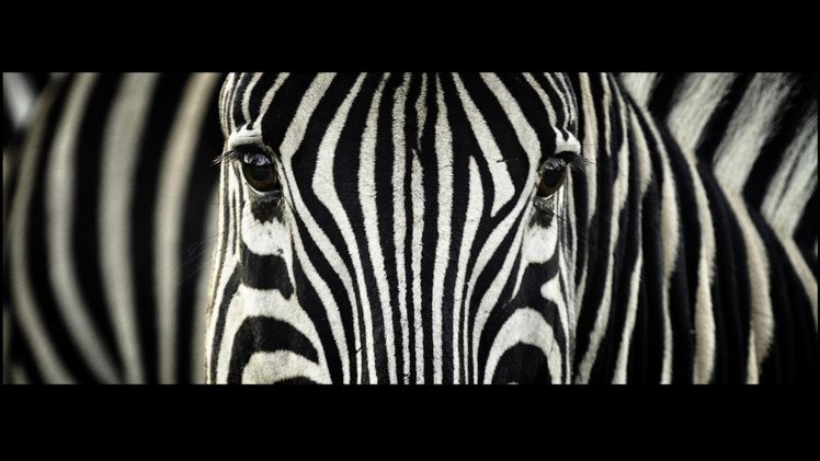 animals, Zebras, South, Africa, Stripes HD Wallpaper Desktop Background