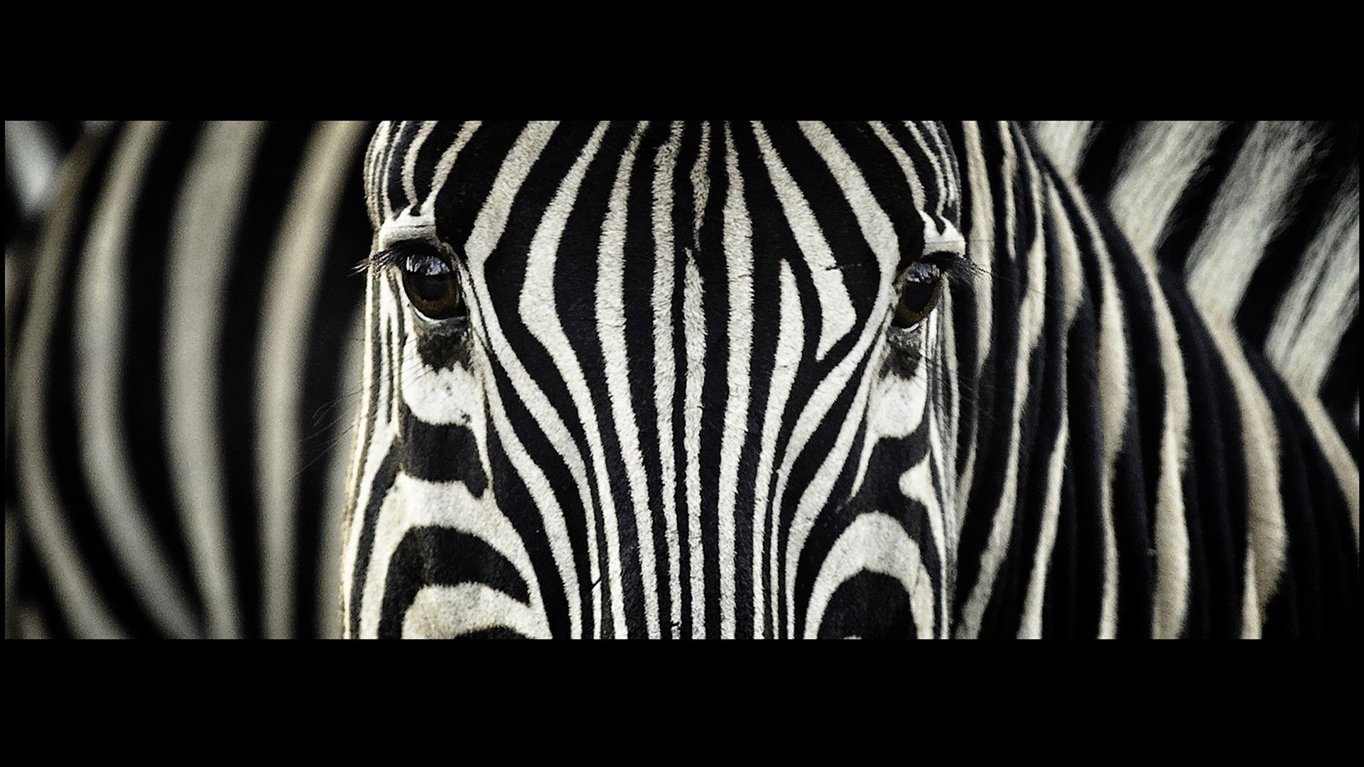 animals, Zebras, South, Africa, Stripes Wallpaper