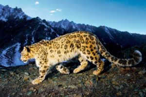 prowling, Snow, Leopard hd