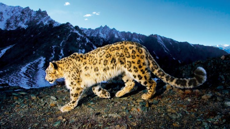 prowling, Snow, Leopard hd HD Wallpaper Desktop Background