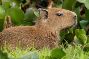 venezuela, Capybara