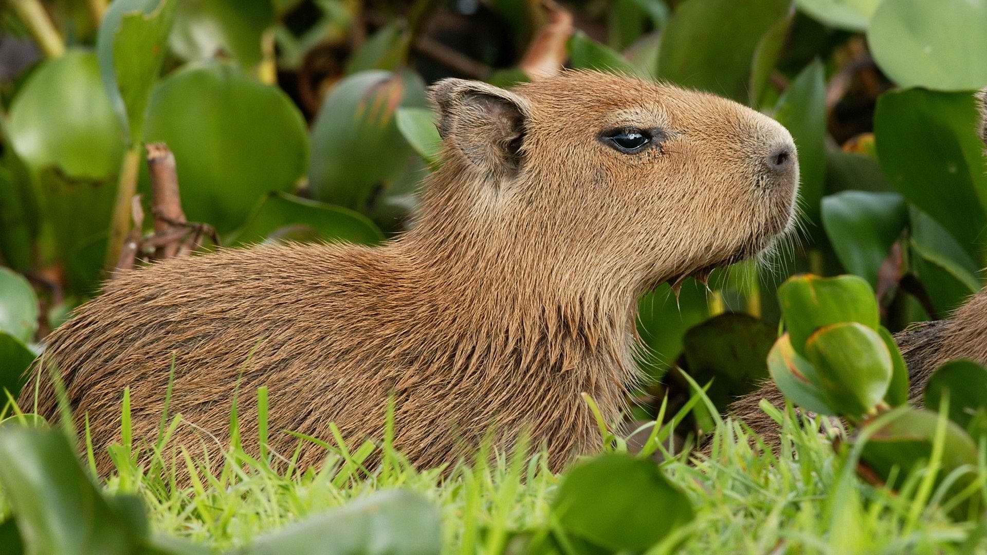 venezuela, Capybara Wallpaper