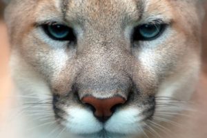 close up, Animals, Puma