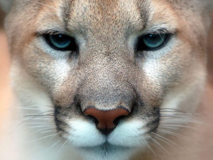 close up, Animals, Puma HD Wallpaper Desktop Background