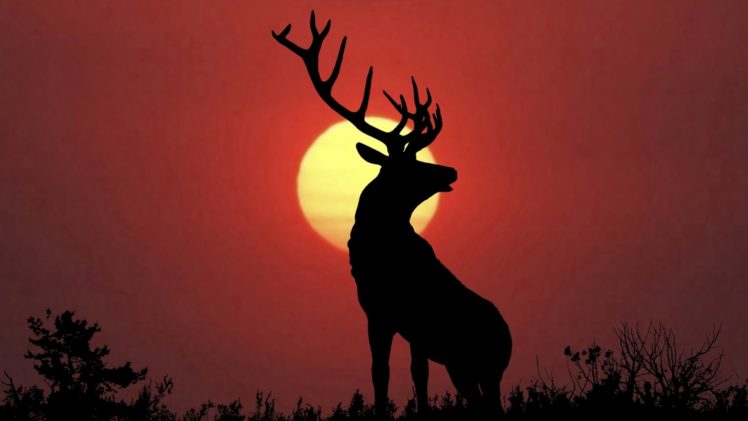 bull, Elk, Elks, Deer,  4 HD Wallpaper Desktop Background
