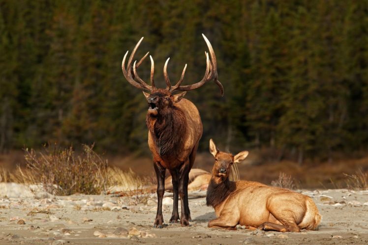 bull, Elk, Elks, Deer,  34 HD Wallpaper Desktop Background