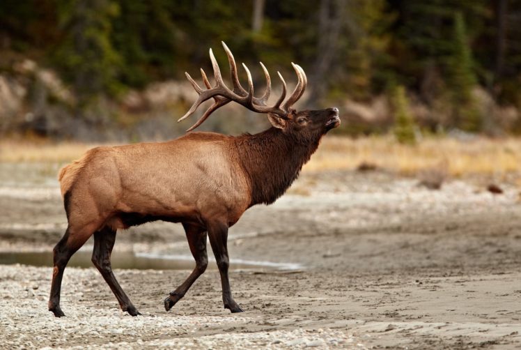bull, Elk, Elks, Deer,  33 HD Wallpaper Desktop Background
