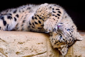 playful, Snow, Leopard