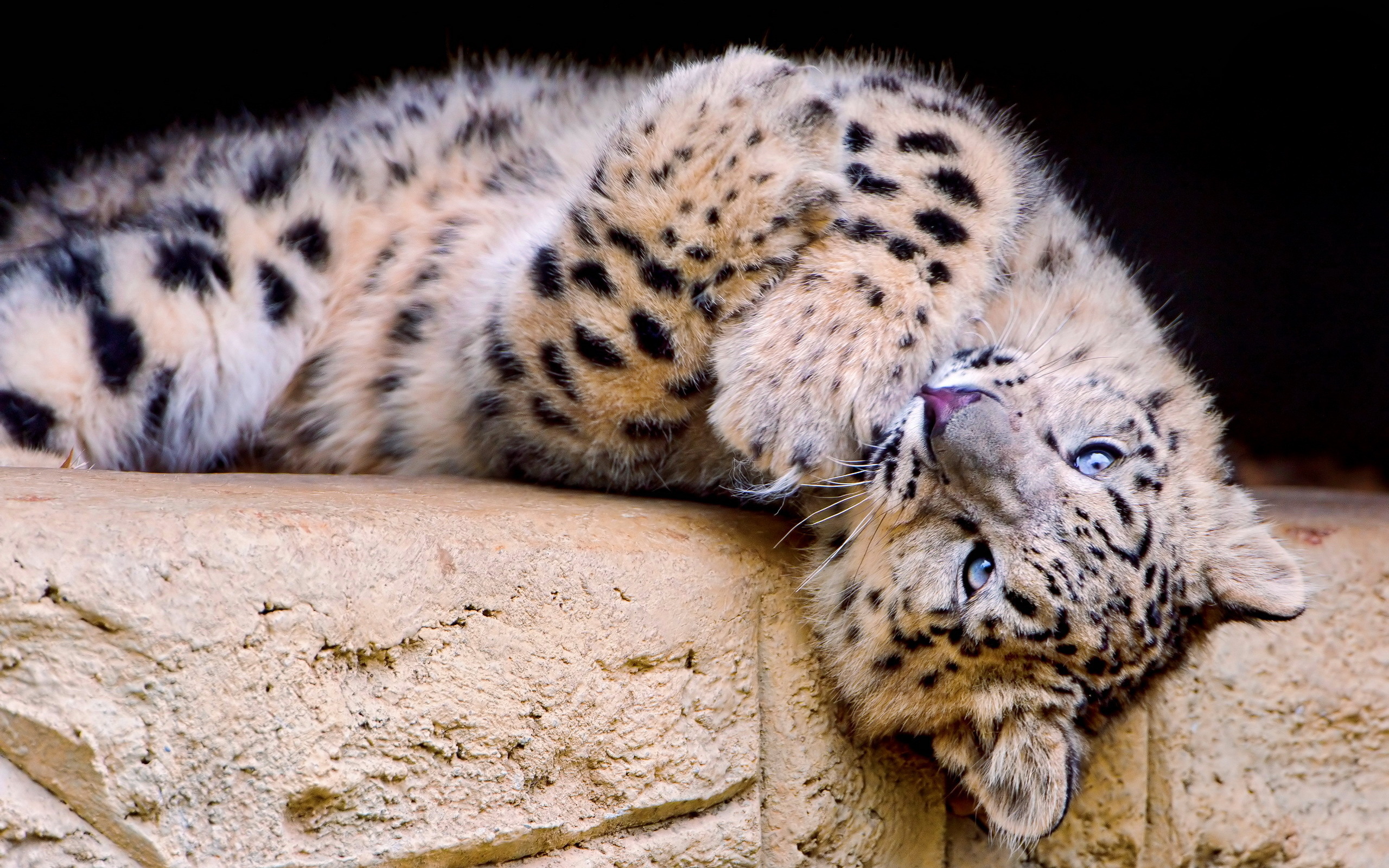 playful, Snow, Leopard Wallpaper