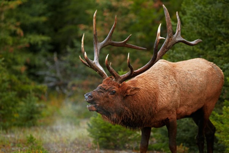 bull, Elk, Elks, Deer,  35 HD Wallpaper Desktop Background