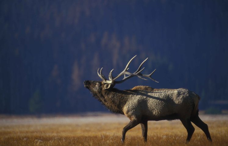 bull, Elk, Elks, Deer,  51 HD Wallpaper Desktop Background