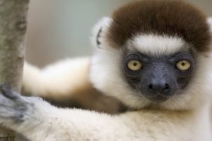 animals, Lemur, Sifaka
