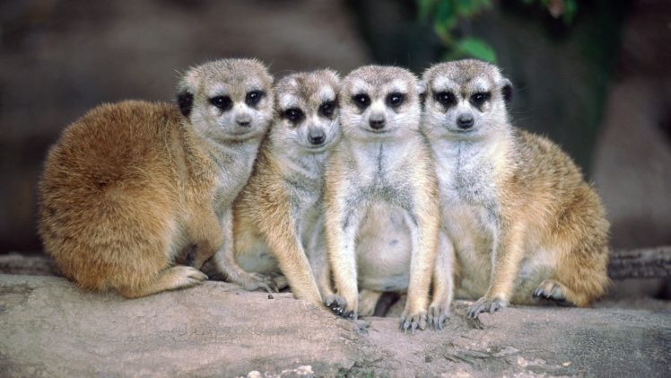 animals, Meerkats, Mammals HD Wallpaper Desktop Background