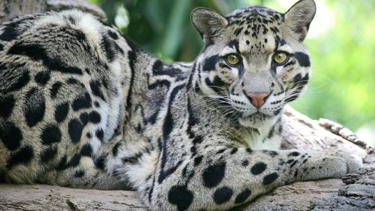 animals, Leopards, Clouded, Leopards HD Wallpaper Desktop Background
