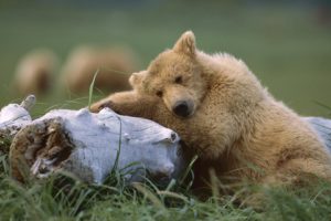 animals, Alaska, Grizzly, Bears, Sleeping, Bears, National, Park