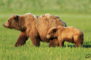 bear, Alaska, Landscapes, Nature
