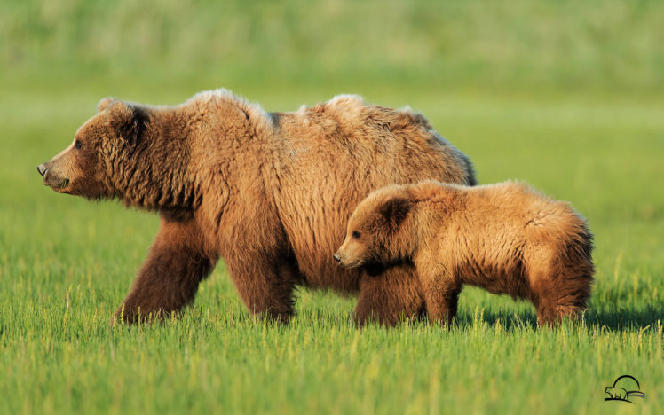 bear, Alaska, Landscapes, Nature HD Wallpaper Desktop Background