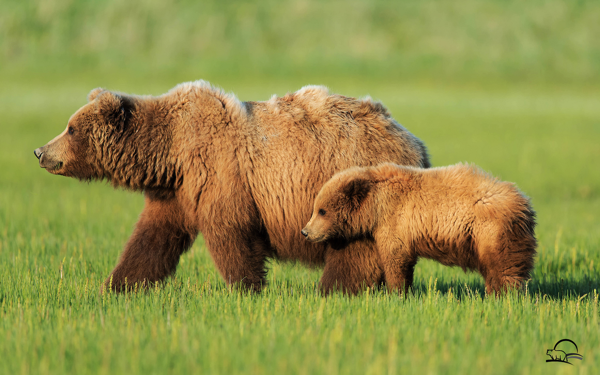 bear, Alaska, Landscapes, Nature Wallpaper