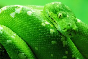 green, Animals, Snakes, Reptiles