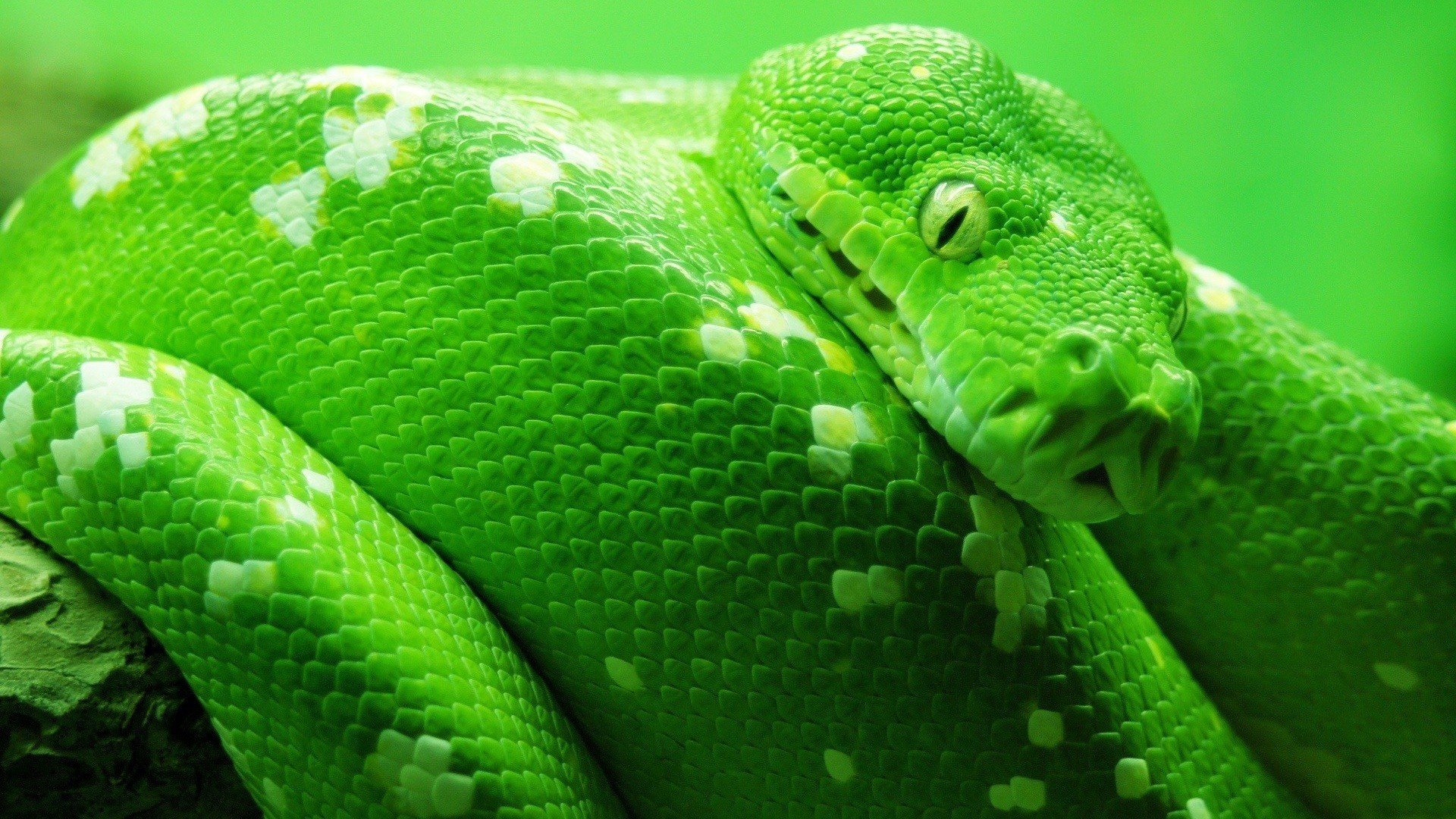 green, Animals, Snakes, Reptiles Wallpaper