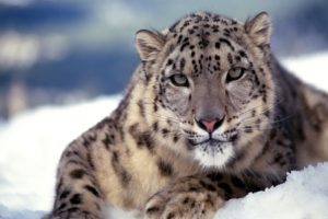 snow, Leopards