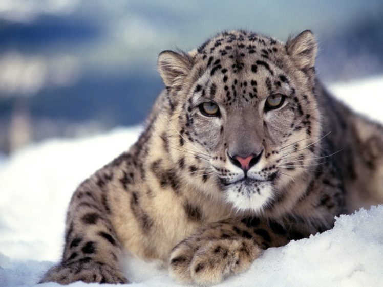 snow, Leopards HD Wallpaper Desktop Background