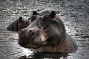animals, Hippopotamus, Aferica