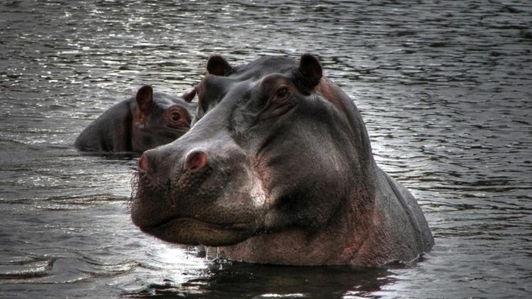 animals, Hippopotamus, Aferica HD Wallpaper Desktop Background