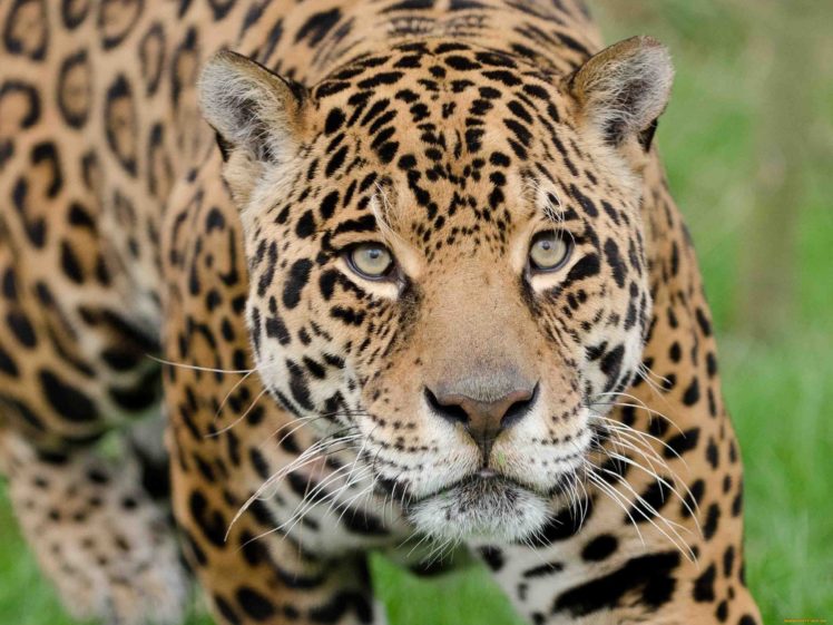 lilbitty Poze Cu Jaguari Animale