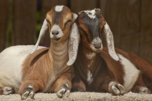 animals, Goats