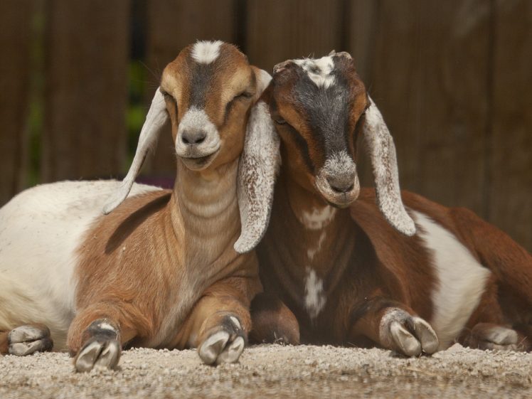 animals, Goats HD Wallpaper Desktop Background