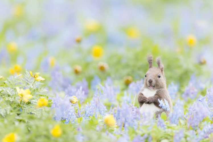 animal, Protein, Flowers, Bokeh, Squirrel HD Wallpaper Desktop Background