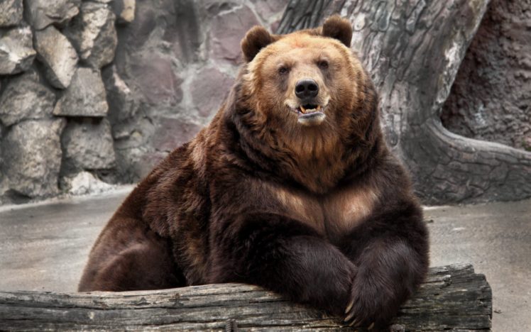 bear, Zoo, Nature HD Wallpaper Desktop Background