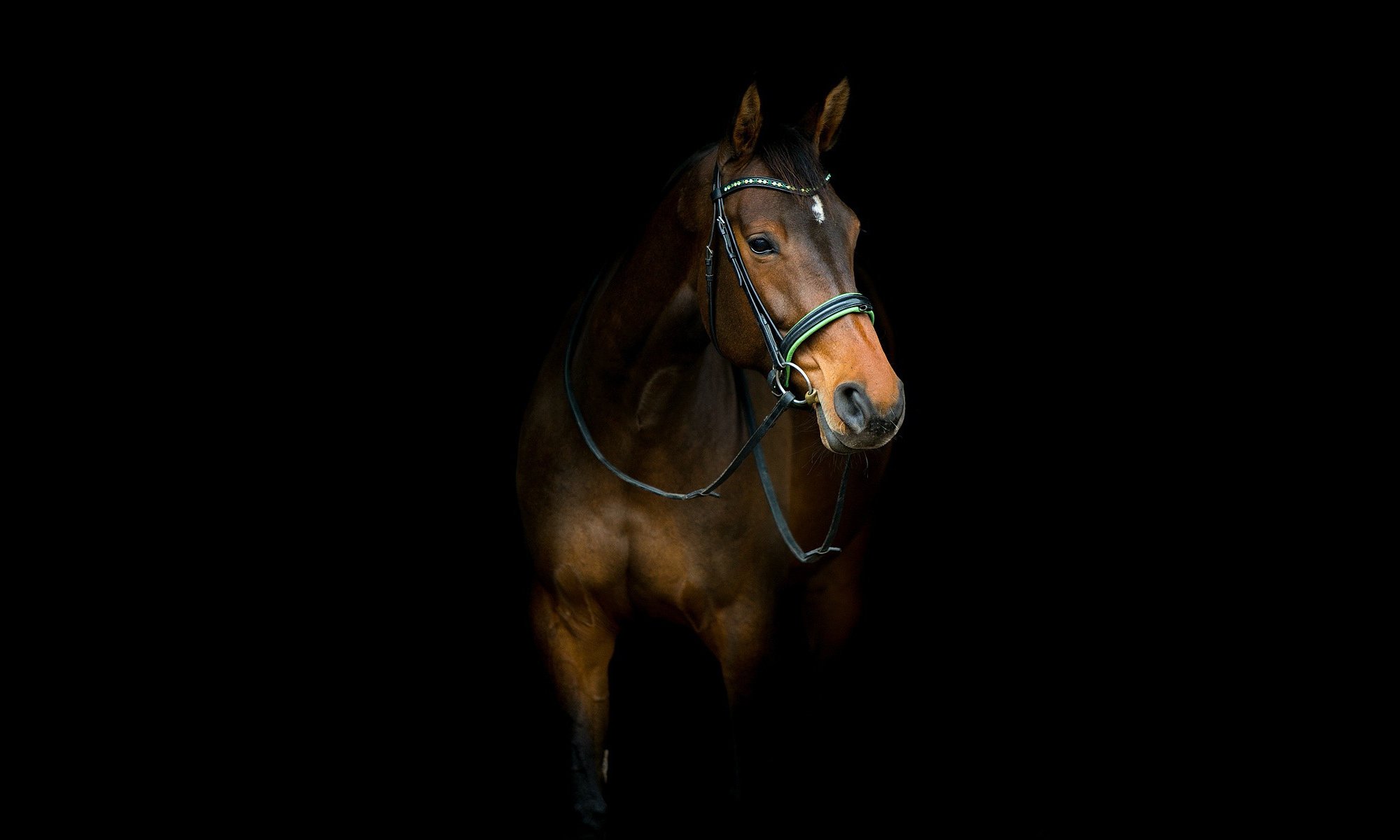 horse, Horses Wallpaper