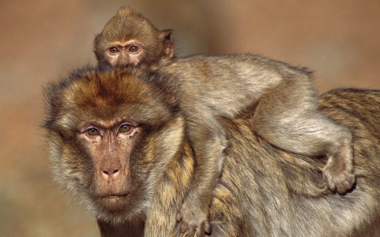 animals, Monkeys, Baby, Animals HD Wallpaper Desktop Background