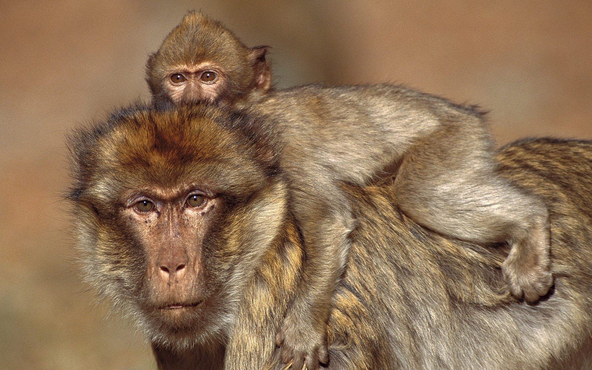 animals, Monkeys, Baby, Animals Wallpaper