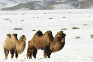 mountains, Camels, Altai